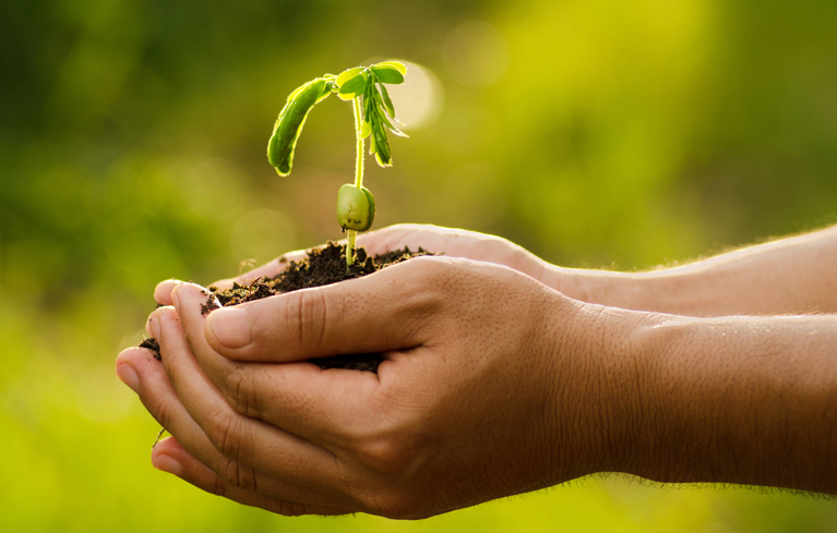 Hände halten einen Keimling